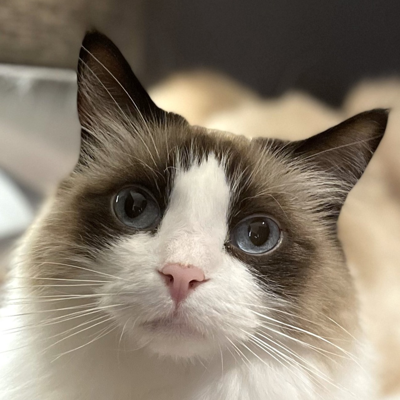 モカラウンジ池袋東口店 マシュマロ